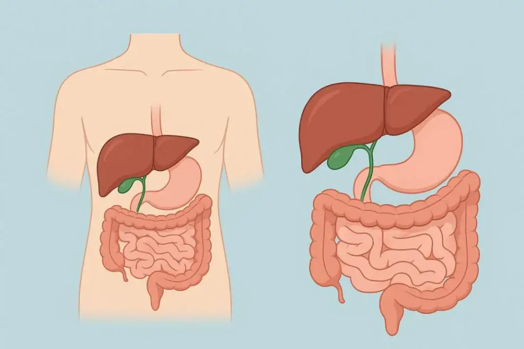 Digestive Changes After Gallbladder Removal